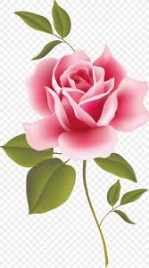 We make the girl's dream come true and present the fifteen most beautiful pink roses varieties. Vintage Roses Beautiful Varieties For Home And Garden Desktop Wallpaper Clip Art Png 1000x1800px Rose Bud
