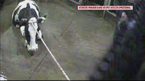 Anunțuri gratuite pentru achiziționarea unui automobil în moldova. Caz Èocant Vaci Bolnave Sacrificate La Abator Carnea A Ajuns La O FabricÄ De Mezeluri Stirileprotv Ro