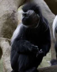 Image result for Monotes africanus