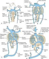 The hepatic vein carries deoxygenated blood out of the liver. Vitelline Veins An Overview Sciencedirect Topics