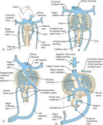 The blood carries oxygen, nutrients, and wastes that need to circulate the. Vitelline Veins An Overview Sciencedirect Topics