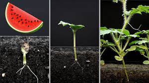 All seedless watermelons are hybrids and take the longest time to mature. Stages Of Watermelon Plant Growth Pictures Tips Along The Way The Pool Gardener