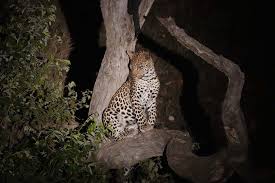 Image result for Tricliceras mossambicense