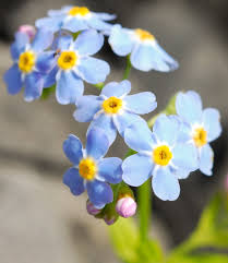 It has a latin name, myosotis. How To Plant Grow And Care For Forget Me Not Flowers Martha Stewart