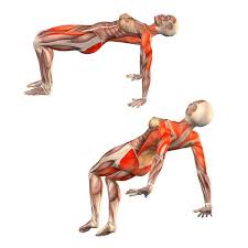 Upward Table Pose Sahaja Purvottanasana Yoga Poses Yoga Com Yoga Anatomy Yoga Muscles