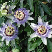 Image result for Passiflora caerulea