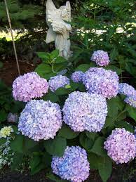 Pin By Evelien On Gardening My Passion Hydrangea Colors Endless Summer Hydrangea Patio Yard Ideas
