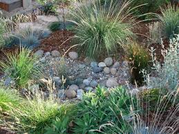 This Is Part Of Rain Garden Planting In Atascadero Using California Native Trees Grasses And Flowers It Is California Native Plants Plants California Garden