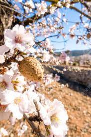 Ripe Almond Nuts And Flowers On Blossoming Almond Tree Stock Photo, Picture  And Royalty Free Image. Image 95116051.