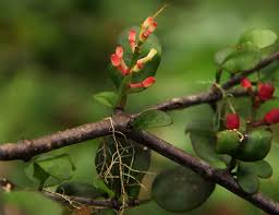 Image result for Agelanthus lugardii