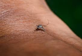 Image result for Dengue