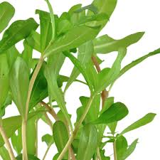 Image result for Nesaea crassicaulis