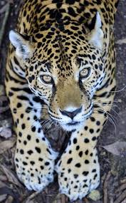 We did not find results for: Leopardo Animal Salvaje Fondo Selva Jaguar Leopard Animals Big Hd Mobile Wallpaper Peakpx