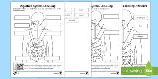 Grab these digestive system worksheets here. Ks2 Image Of The Digestive System With Labels Qr Activity