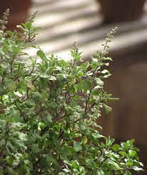 Disebabkan sebutan lidah orang melayu bagi huruf pa ( ﭪ ). Perbezaan Antara Tulsi Dan Basil 2021 Berita