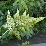 Image result for Asplenium pumilum