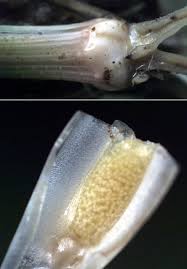 Image result for Isoetes alstonii