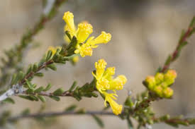 Image result for Picrodendraceae