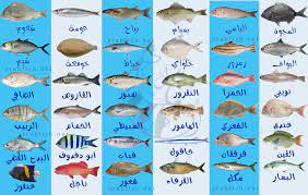 انواع السمك في الخليج العربي بالصور وأطعم الأسماك أسماك العرب