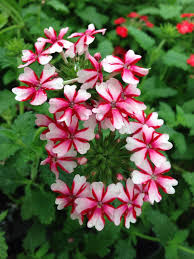 Red and white flowers plant. Free Photo White Verbena Flowers Beautiful Flowers Plants Free Download Jooinn