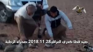 صيد قطا كدري العراق 2018 11 28 صحراء الرطبة Youtube Abs