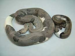 Urban Camo Royal Pythons Cute Reptiles Pet Snake Cute Snake
