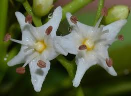 Image result for Ehretia