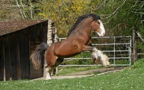 Find the perfect clydesdale horses stock photo. Cls Clydesdale Horses Home Facebook