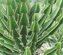Image result for Euphorbia cooperi