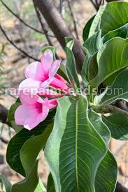 Image result for Adenium boehmianum