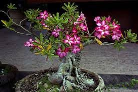 Img 8321 Frangipani Bonsai Bonsai Art Bonsai Desert Rose