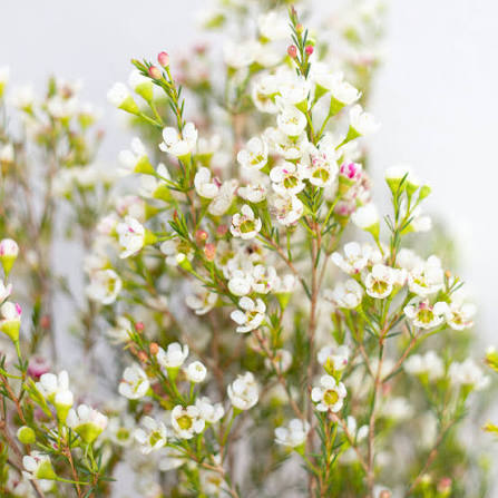 Bulk Wax Flower for DIY Weddings & Events - Bloom Culture Flowers