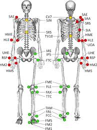They refer to movements of the radius around the ulna. A Multimodal Dataset Of Human Gait At Different Walking Speeds Established On Injury Free Adult Participants Scientific Data