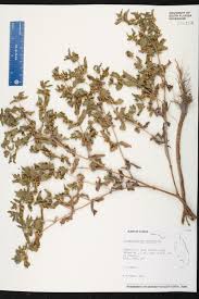 Image result for Acanthospermum hispidum