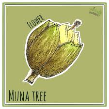 Image result for Pouteria adolfi-friedericii