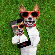 Looking for menifee animal hospital pet care & boarding? Angel Care Pet Hospital