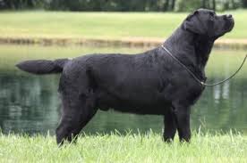 Saddle butte retrievers of oregon. Wiscoy Yogi My Rascal Has Some Wiscoy In His Breeding Labrador Breed Labrador Retriever Puppies Labrador Retriever