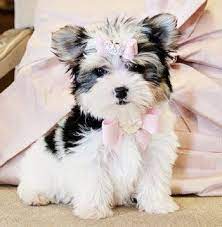 Teacup Biewer Morkie Princess Sold To A Loving Home In Florida Morkie Puppies Cassie S Closet Morkie Puppies Biewer Yorkie Poodle Puppy