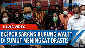 Gbi mmtc medan, medan, indonesia. Ekspor Sarang Burung Walet Meningkat Wamendag Harapkan Ke Depan Sudah Dalam Bentuk Siap Konsumsi Tribun Medan