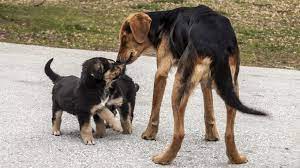 Why Does One Dog Lick Another S Muzzle American Kennel Club