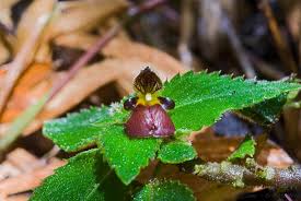 Image result for Impatiens psychadelphoides