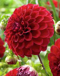 Dahlia Hy Sockeye Beautiful Flowers Flower Photos Dahlia