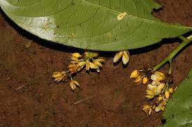 Image result for Campylospermum