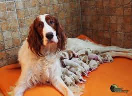 Image result for irský červenobílý setr