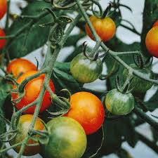 Die Ewige Frage Sollte Man Tomaten Besser Im Kuhlschrank Oder Bei Zimmertemperatur Lagern Die Universitat Gottingen Unter Tomato Instagram Vegetables