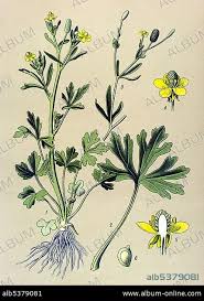 Image result for Ranunculus sceleratus