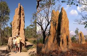 Hari pertama dan kedua ia tidak. Bangunan Diinspirasikan Oleh Anai Anai Ini Sejuk Dengan Sendirinya Eastgate Center Iluminasi