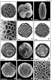 Image result for Schlechterina mitostemmatoides