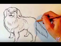 kak narisovat sobaku karandashom poetapno uroki risovaniya risunki zhivopis