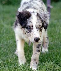 Merle Dog Coat Wikipedia